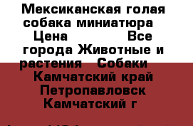 Мексиканская голая собака миниатюра › Цена ­ 53 000 - Все города Животные и растения » Собаки   . Камчатский край,Петропавловск-Камчатский г.